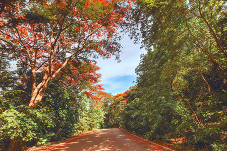 Rural road through tropical forest in Thailand, red flame trees and fallen blossoms along roadside under a cloudy blue sky. Vibrant and natural.の写真素材