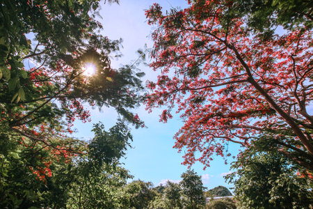 Royal Poinciana Bright red flame trees with sunburst through green leaves, tropical forest scene under blue sky. Low-angle nature shot for environment themes.の写真素材