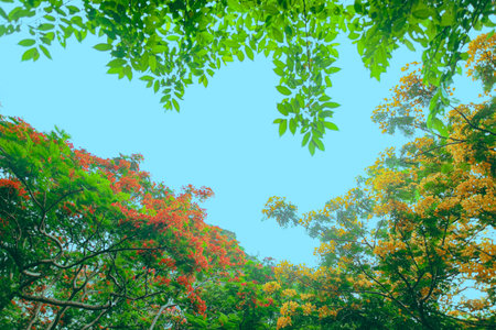Red and yellow flame tree flowers and green leaves create natural frame under blue sky. Low-angle tropical forest scene, colorful and fresh.の写真素材