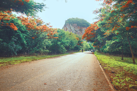 Rural road through tropical forest in Thailand, flanked by red flame trees and green leaves, leading to rocky hills. Perfect for scenic travel themes.の写真素材