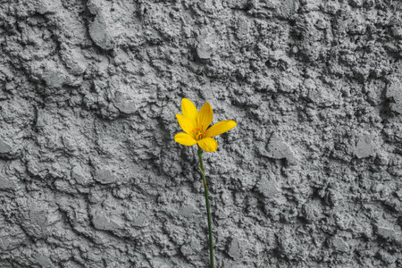 Yellow rain lily growing from crack in stone wall, delicate petals and bright stamens symbolizing natureâs resilience and eco friendly message.の写真素材