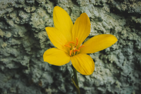 Close up yellow rain lily with delicate petals and vivid stamens, blooming on stone wall in gentle natural light, minimalist fresh look.の写真素材