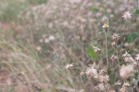 Natural light photo of daisy blossoms in a meadow, ideal for eco-friendly backgrounds, floral textures, and design inspiration.の写真素材