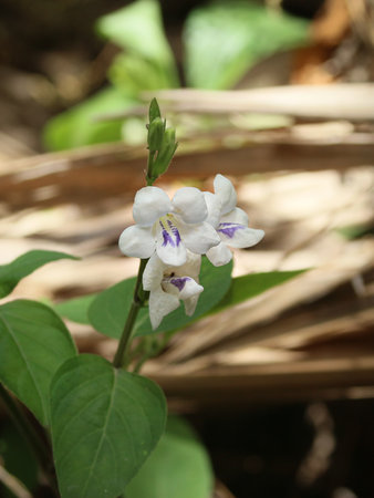 Beautiful white flower in the garden, Chinese Violet (Asystasia gangetica) with delicate white purple petals, fresh leaves and buds in natural tropical light. Calm vertical view.の写真素材