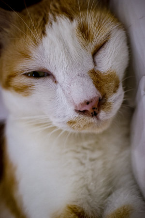 Fluffy brown and white cat resting on its side, one eye half-open, candid cozy vibe. Vertical close-up perfect for mobile content.の写真素材