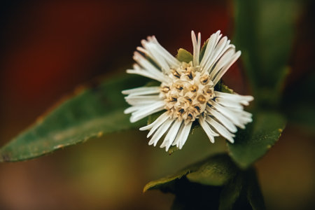 Macro close-up of a small Eclipta prostrata flower with visible cream-colored stamens and white petals. Soft green background creates a calm natural feel.の写真素材