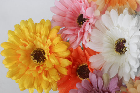 Gerbera daisies in assorted colors yellow, orange, pink, white, and cream arranged overlapping and facing left on white background. Clean floral layout.の写真素材