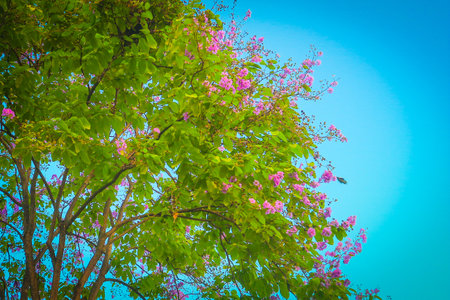 Queenâs Crape-myrtle tree in full bloom with pink flowers, lush green leaves, and bright blue sky. Perfect for natural backgrounds and floral beauty themes.の写真素材