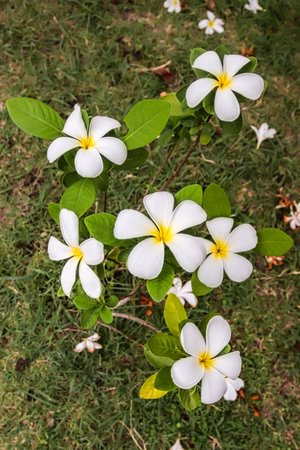 White and yellow frangipani flowers blooming on a small tree with green leaves. Vertical composition perfect for Earth Day, wellness, and natural lifestyle content.の写真素材