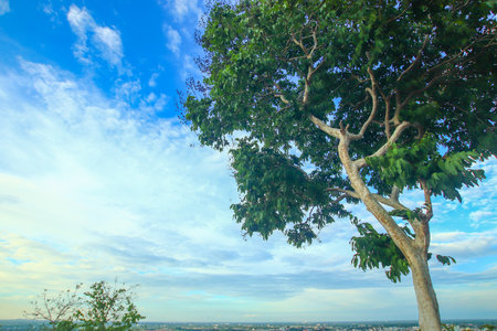 Evening mountain view in Thailand with tall green trees, cloudy blue sky, and soft sunlight. Peaceful and scenic nature for travel and environment themes.の写真素材