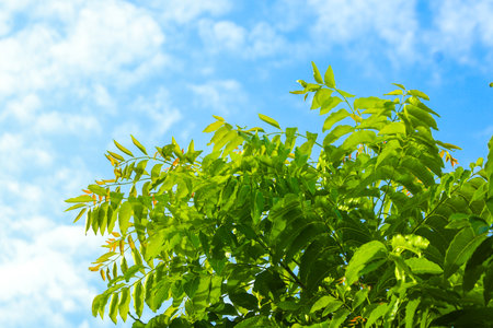 Lush green leaves in morning light under a clear blue sky. Tropical nature view with sunlight, clouds, and vibrant greenery for natural lifestyle concepts.の写真素材