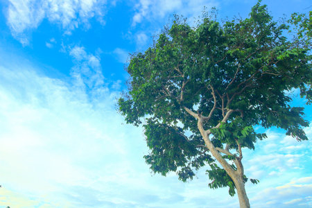 Serene low-angle shot of a towering tree on a hill, backed by a clear sky and clouds. Peaceful natural vibe ideal for eco-travel, mindfulness, and wellness.の写真素材