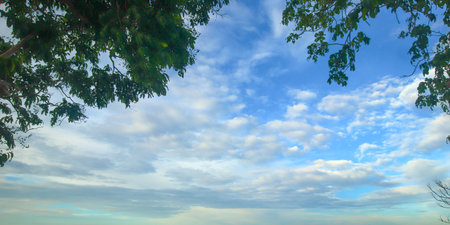 Panoramic low-angle sky view with green treetops and gentle gradient clouds. A fresh, tranquil scene representing connection to nature and calm.の写真素材
