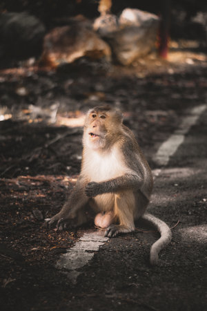 Wild monkey perched on a road in tropical rainforest, sunlight and shadow mixing through trees, natural wildlife habitat for eco tourism and biodiversity.の写真素材