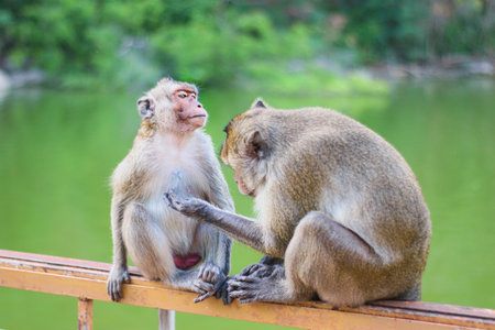 Two long-tailed macaques grooming on a railing in tropical forest with water reservoir, illustrating primate care, wildlife interaction, and natural behavior.の写真素材