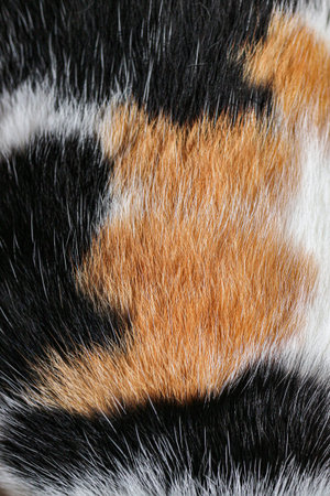 Macro closeup of tricolor cat fur in brown, black, and white. Soft fluffy texture with natural details, perfect as an abstract background for design and creative use.の写真素材