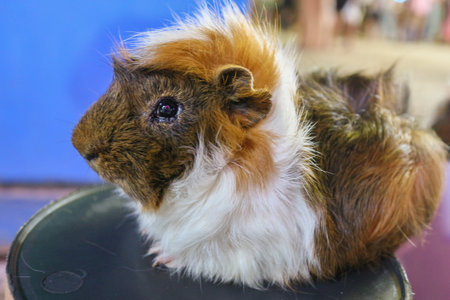 Close-up of a fluffy, ruffled Tri-Color Abyssinian Guinea Pig outdoors. The round shape and unique fur texture are highlighted, capturing the pet's gentle demeanor.の写真素材