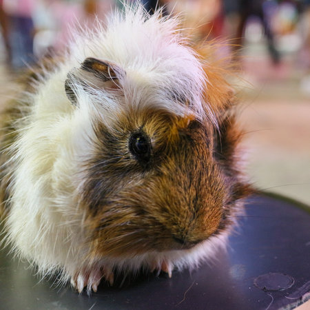 Close-up of a fluffy, ruffled Tri-Color Abyssinian Guinea Pig (Cavy). Sharp focus on the eyes, showcasing the pet's unique fur texture and pattern.の写真素材
