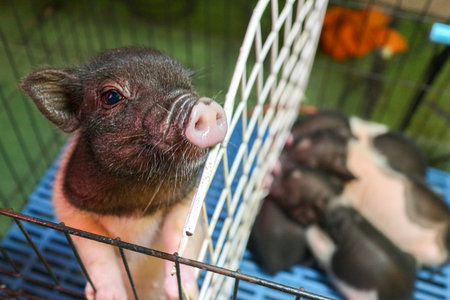 Close-up of a spotted Mini Piglet (Micro Pig) face at a wire cage. The curious look captures the charm of this popular baby animal and pet.の写真素材