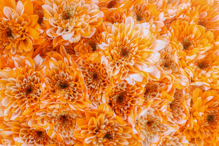 Close-up of Dyed Orange Chrysanthemums with striking color saturation. The dense, globe-like flowers create a rich, luxurious texture in the floral arrangement.の写真素材