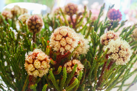 Macro close-up of Brunia fragarioides flowers. Round cream blossoms and green needle-like foliage showcase a natural, fuzzy texture, perfect for botanical design.の写真素材