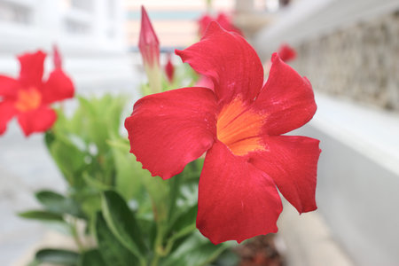 Vibrant red Mandevilla flower with orange-yellow throat in tropical garden close-up, surrounded by lush green leaves and soft natural light.の写真素材