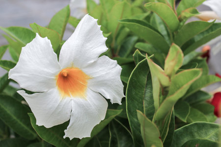 Close-up of White Mandevilla (Dipladenia) flower. The trumpet-shaped tropical bloom with an orange throat highlights the beauty of this popular evergreen vine.の写真素材