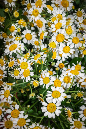 Vertical close-up of a dense cluster of small Daisy flowers (yellow/white) in a tropical garden. The vibrant bloom is ideal for social media and mobile backgrounds.の写真素材