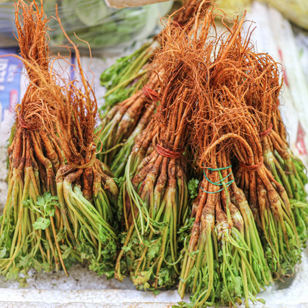 Coriander roots close-up, essential ingredient in Thai food, used for seasoning and adding natural aroma in Asian cooking.の写真素材