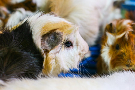 Captivating side portrait of a tricolor Cavia porcellus. This sweet rodent is a great symbol for promoting ethical pet adoption and friendly, loving home environments.の写真素材