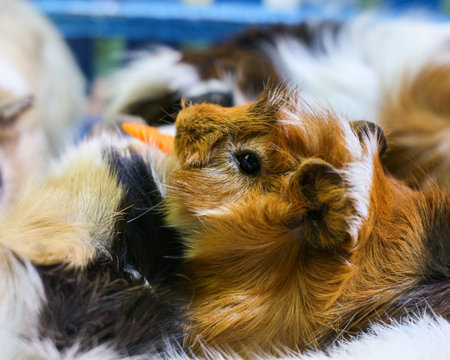 Group of cute guinea pigs cuddling close together. Great for pet care ads, animal love themes, or...