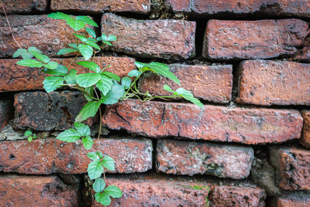 A visual of a green vine on a rough old brick surface. Ideal for promoting environmental protection, restoration, and sustainable growth with space for text.の写真素材
