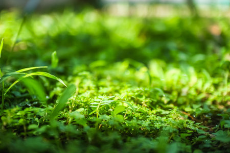 Authentic tropical forest floor close-up. Thick moss carpet and miniature green plants under soft light. Conveys ecological purity, minimalism, and refreshing natural texture.の写真素材