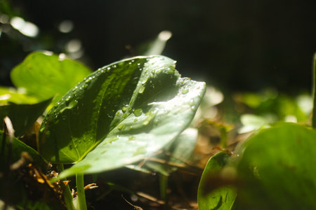Sunlit green leaf with rain droplets in a low-light forest scene, offering a peaceful, eco-friendly...
