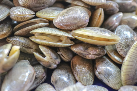 Close up of fresh Paratapes undulatus clams with partially opened shells revealing raw meat, suitable for seafood markets, recipes, and protein rich food content.の写真素材