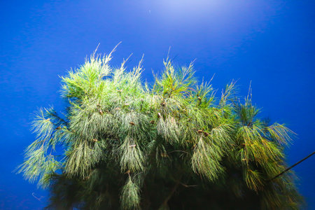 Sparrows roosting at night on a city tree. Represents urban wildlife, coexistence, nighttime serenity, and the patterns of nature in the built environment.の写真素材