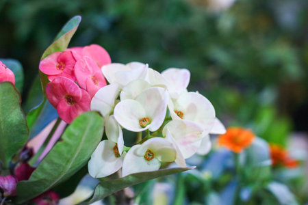 Pink and white flowers blooming in a tropical garden showing resilience symbolism ornamental plants and vibrant nature detailsの写真素材