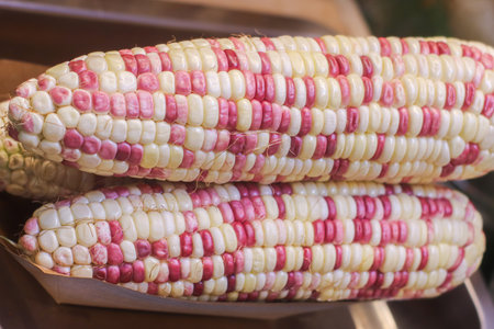 Fresh steamed Thai jewel waxy corn. Bi-color purple and white kernels mosaic. Organic superfood,...