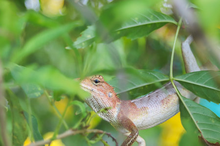 Oriental garden lizard perched on a branch. Calotes versicolor in tropical habitat. Biodiversity,...