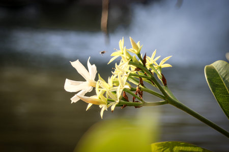 Cerbera odollam white blossom with insect near tropical waterway. Poisonous coastal flora and...