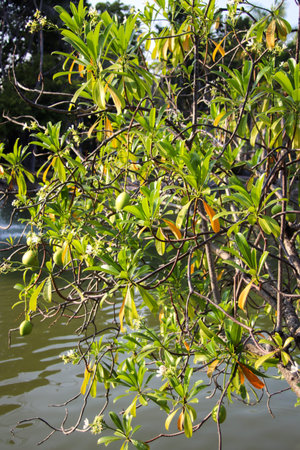 Poisonous sea mango fruit Cerbera odollam in a coastal mangrove. This toxic tropical plant is a key...