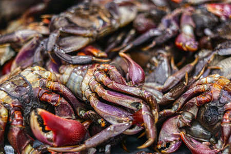 Authentic salted rice field crabs texture. A clear conceptual image of traditional Thai street food ingredients, perfect for Asian culinary blogs and regional recipe websites.