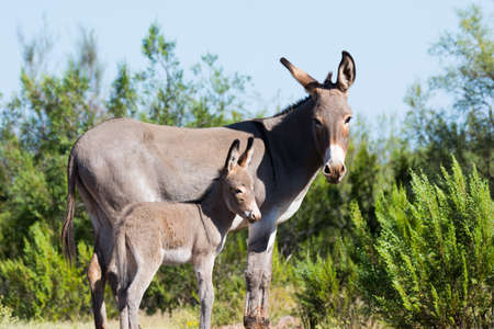 Donkey and her calf in natureの写真素材