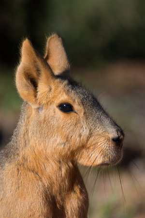 Patagonian hare approach at sunsetの写真素材