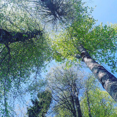 Summer birch forest, natural backgroundの写真素材