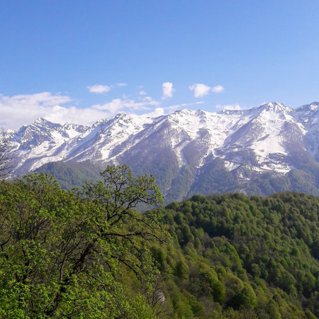 Green forest on the background of snowy mountains. Beautiful view of nature. Mountain peaks in the...