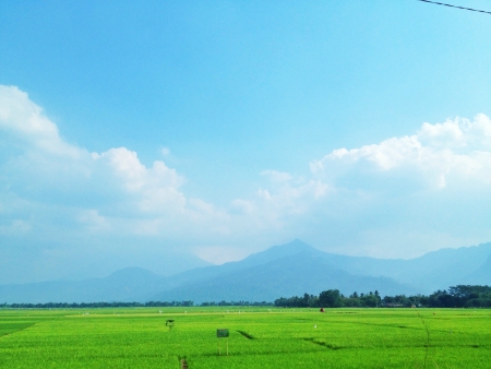 Scenic Landscape of Rice Fieldの素材