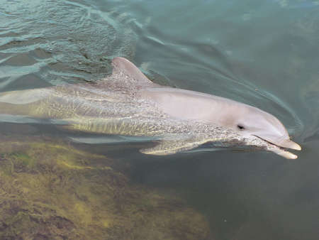 Dolphin