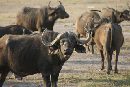 Buffalo eating