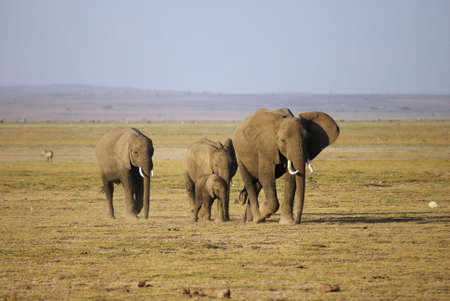 Herd of elephantの写真素材